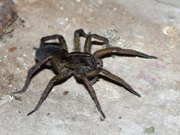wolf spiders